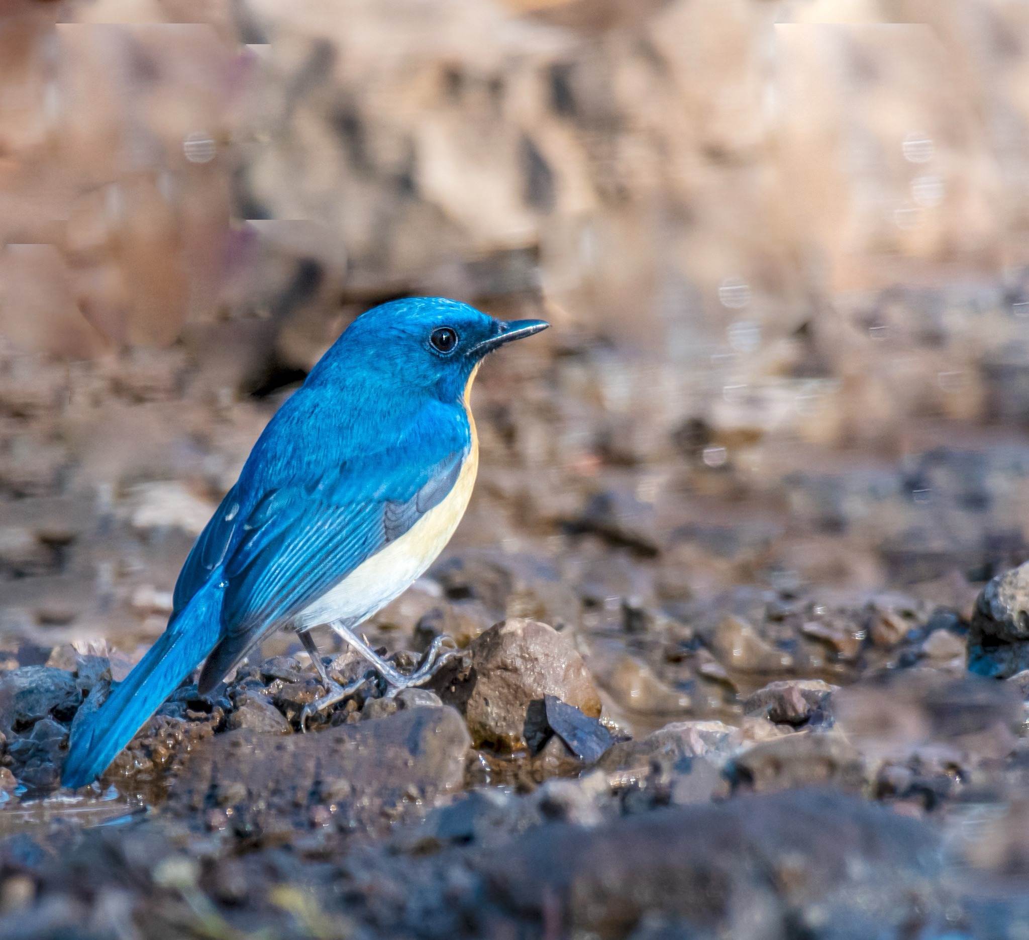 Blue throated flycatcher sitting on the floor